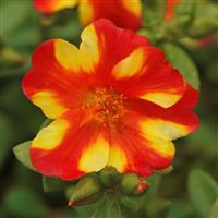 RíoGrande™ Citrus Crush Purslane
