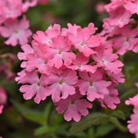 Firehouse™ Pink Verbena