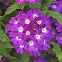 Firehouse™ Violet Wink Verbena