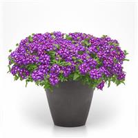Firehouse™ Violet Wink Verbena