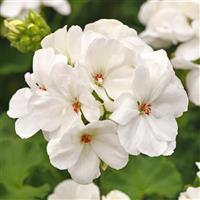 Galaxy™ White Zonal Geranium