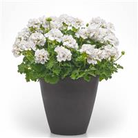 Galaxy™ White Zonal Geranium