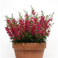 Archangel™ Cherry Red Angelonia
