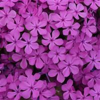 Phlox Candy Cloud™ Dark Pink
