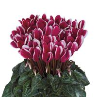 Metis<sup>®</sup> Select Fantasia Deep Magenta Cyclamen