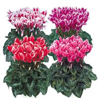 Halios<sup>®</sup> Select Fantasia Mix Cyclamen