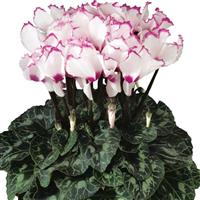 Latinia<sup>®</sup> Select Victoria 50 Cyclamen