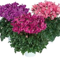 Latinia<sup>®</sup> Select Pipoca Mix Cyclamen