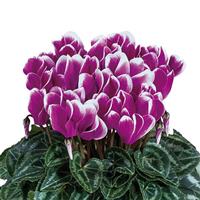 Smartiz<sup>®</sup> Select Fantasia Purple Cyclamen