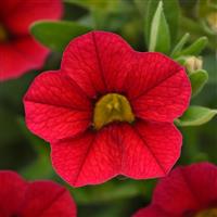 MiniFamous<sup>®</sup> Uno Red 27 Calibrachoa