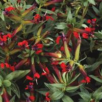 Firecracker Cuphea