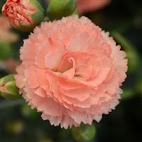 Dianthus SuperTrouper™ Orange