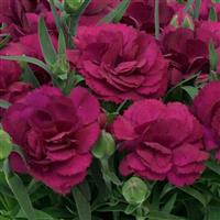 Dianthus SuperTrouper™ Purple