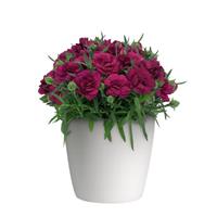 Dianthus SuperTrouper™ Purple