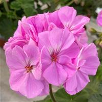 Moonlight™ Lavender Zonal Geranium