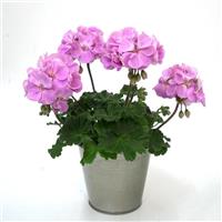 Moonlight™ Lavender Zonal Geranium