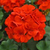 Moonlight™ Orange Zonal Geranium