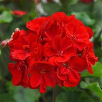 Moonlight™ Dark Red Zonal Geranium
