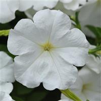 Main Stage™ White Petunia