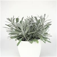 Silver Yarns Helichrysum