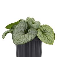 Brunnera macrophylla Permafrost
