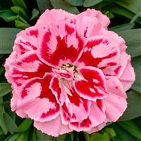 Oscar<sup>®</sup> Purple Star Dianthus