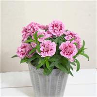 Oscar<sup>®</sup> Purple Star Dianthus