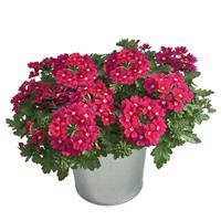 Beats™ Magenta Verbena