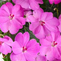 SunPatiens<sup>®</sup> Compact Lavender Impatiens