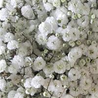 Pearls Grandtastic<sup>®</sup> Gypsophila