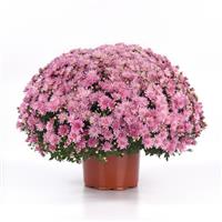 Axios Light Pink Garden Mum