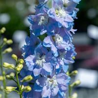 Delphinium Magic Fountains Sky Blue White Bee