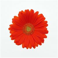 ColorBloom™ Orange with Light Eye Gerbera
