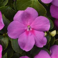 Beacon<sup>®</sup> Blue Pearl Impatiens