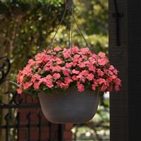 Beacon<sup>®</sup> Coral Impatiens