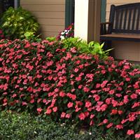 Beacon<sup>®</sup> Coral Impatiens