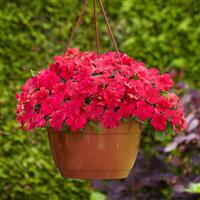 Beacon<sup>®</sup> Lipstick Impatiens
