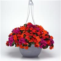 Beacon<sup>®</sup> Sanibel Mixture Improved Impatiens