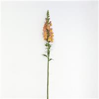 Early Potomac™ Orange Snapdragon