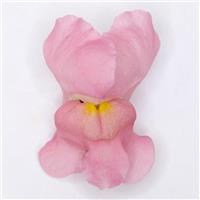 Early Potomac™ Pink Snapdragon