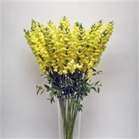 Early Potomac™ Yellow Snapdragon