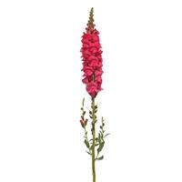 Early Potomac™ Rose Improved Snapdragon