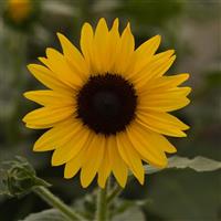 Always Sunny Gold Sunflower