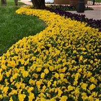 Sorbet<sup>®</sup> XP Yellow Viola
