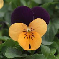Sorbet<sup>®</sup> XP Orange Jump Up Viola