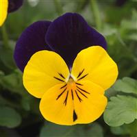 Sorbet<sup>®</sup> XP Yellow Jump Up Viola