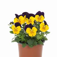 Sorbet<sup>®</sup> XP Yellow Jump Up Viola