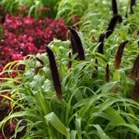 Jade Princess Ornamental Millet