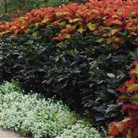 Black Pearl Ornamental Pepper