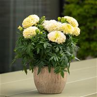 Lanna Lace African Marigold